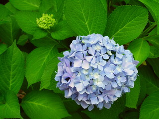 梅雨の公園の日陰に咲く青い紫陽花