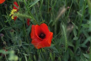Obraz premium red poppy in the green grass