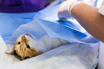 Cat on surgical table during surgeon castration in veterinary clinic on a table.vet. doctor during cat surgery.closeup.
