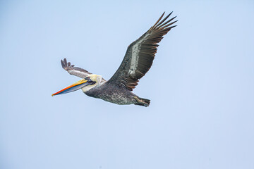 Peruvian Pelican (Pelecanus thagus) in flight against blue sky in the vicinity of Antofagasta, Chile
