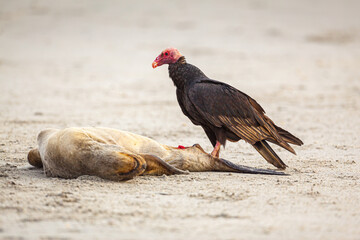 Turkey Vulture (Cathartes aura) scavenging on a dead Fur Seal on a beach in north Chile