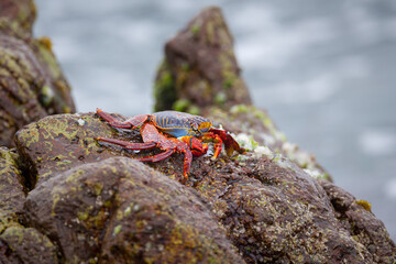 Sally Lightfoot crab (Grapsus grapsus) on rock at the Pacific coast of northern Chile