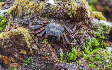 Sally Lightfoot crab (Grapsus grapsus) on rock at the Pacific coast of northern Chile