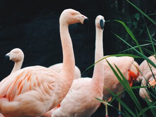 Naklejka premium Flamingos 