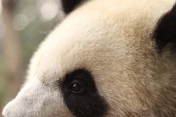 close up on beautiful giant panda eyes and magical fur © Ali S