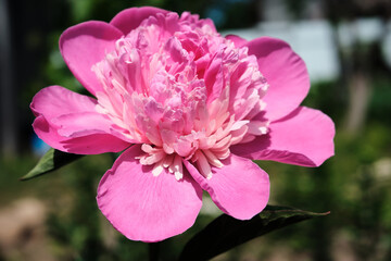 pink beautiful delicate peony in the garden. view from the top