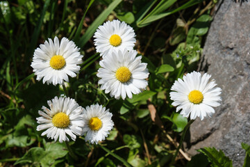 Obraz premium White beautiful sunny daisies in the garden. view of small flowers from the top