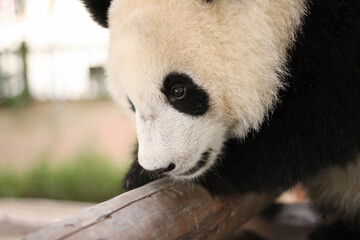 Obraz premium Giant panda cub being cute and thinking of his next mischievous move 
