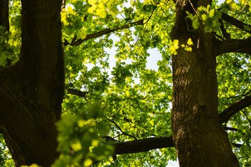 View from under green wide tree. Sunshine breaking througt the foliage