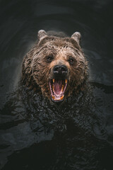 aggressive looking syrian brown bear playing in water of Tierpark Goldau