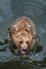 aggressive looking syrian brown bear playing in water of Tierpark Goldau