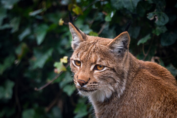 Fototapeta na wymiar portrait of a beautiful young lynx in Tierpark Goldau