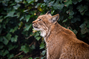 portrait of a beautiful young lynx in Tierpark Goldau