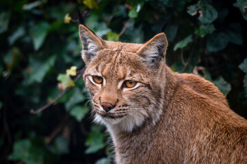 portrait of a beautiful young lynx in Tierpark Goldau