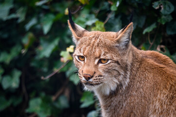 portrait of a beautiful young lynx in Tierpark Goldau