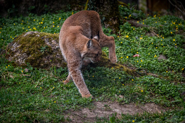 beautiful young lynx in Tierpark Goldau