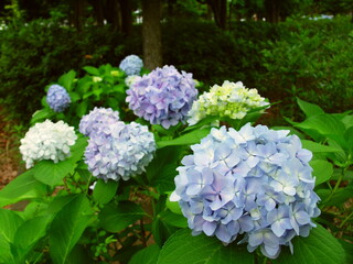 梅雨の公園の日陰に咲く青い紫陽花