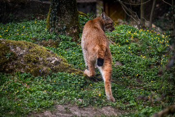 beautiful young lynx in Tierpark Goldau