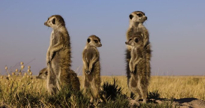 Funny cute animals. Close-up portrait of a meerkat suricate family sunning themselves in the morning sun on top of their burrow