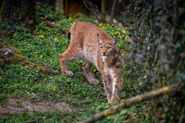 beautiful young lynx in Tierpark Goldau