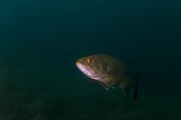 Naklejka premium Smallmouth bass swimming in a Michigan inland lake.