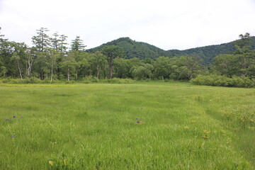 夏の尾瀬ヶ原。湿原のはずれは早しとなり、さらに向こうには山が見える