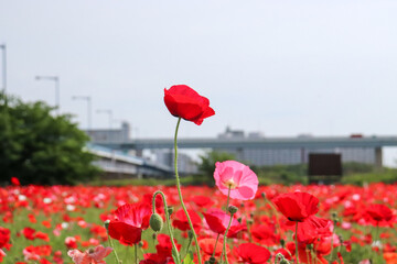 赤い 花 花畑 橋 高速道路 美しい 綺麗 かわいい グリーン 満開 けし 日本 春
