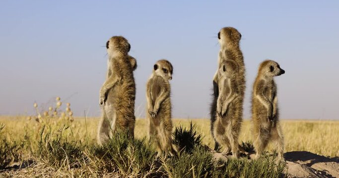 Funny cute animals. Close-up portrait of a meerkat suricate family sunning themselves in the morning sun on top of their burrow