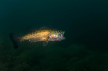 Smallmouth bass with big wide open mouth