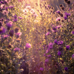 Plakat Autumn wild grass and flowers on a meadow in the rays of the golden hour sun. Seasonal romantic artistic vintage autumn field landscape wildlife background with morning sunlight