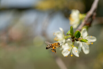 Die ersten Obstblüten im März und April ziehen viele Insekten an, auch bei Honigbienen eine beliebte Nahrungsquelle.