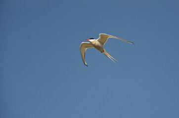 Küstenseeschwalbe fliegt