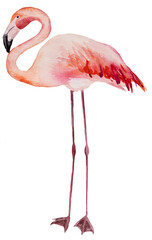 Watercolor pink flamingo isolated illustration