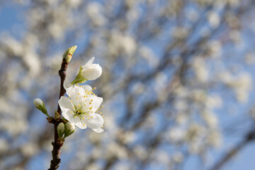 tree blossom