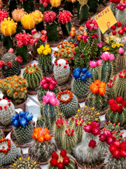 Fototapeta na wymiar Bright colored small cactus on the market in Amsterdam