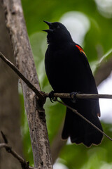 Red-winged singing