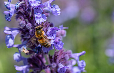 Bees collecting nectar from flowers in Perth, Scotland