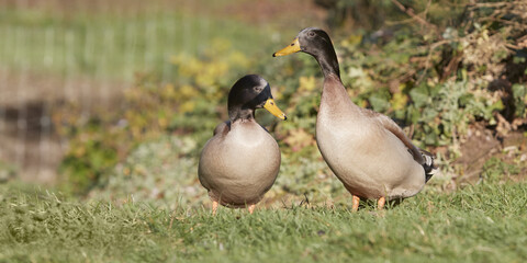 Two wild ducks in the garden