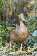 Female wild mallard duck in the park