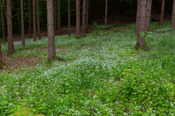 Carpet of white woodruff flowers in a pine forest, also called Galium odoratum or Waldmeister