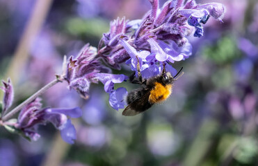 Bees collecting nectar from flowers in Perth, Scotland