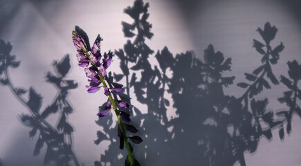 Shadow of the flowers and summer field flower. Hard shadows projected  on blue grey surface background. Copy space. Flower Polygala Comosa.