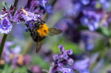 Bees collecting nectar from flowers in Perth, Scotland
