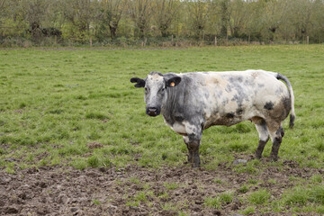 Cow in the meadow sunk in the mud