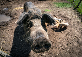 Outdoor Schweinehaltung -Schweinehaltung und Aufzucht von Ferkeln auf einer Wiese.