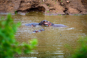 Fighting hippos over a territory in the Kruger park in South Africa.