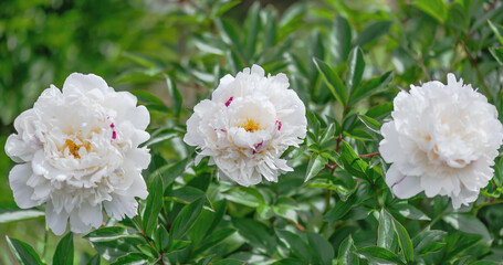 Peony Festiva Maxima is a versatile plant that looks equally great in single and group plantings,...