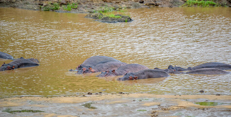 Fototapeta premium The hippopotamus in Kruger Park in South Africa.