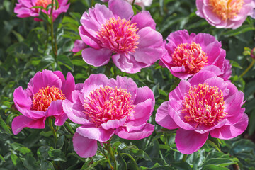 Peony Neon - one of the most popular 