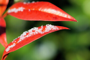 うっすらと雪をまとった南天の葉